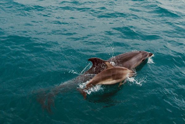NeuseelandBay Of IslandsDolphins