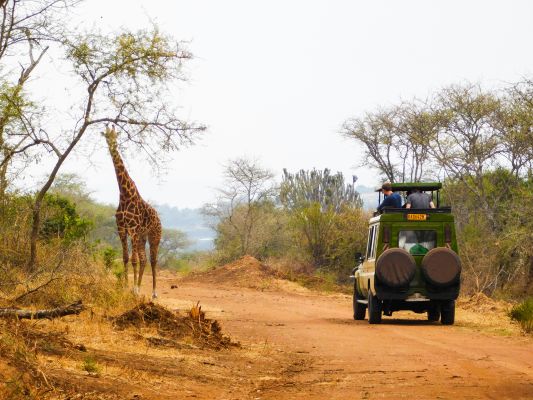 HDRuandaSafari Giraffe