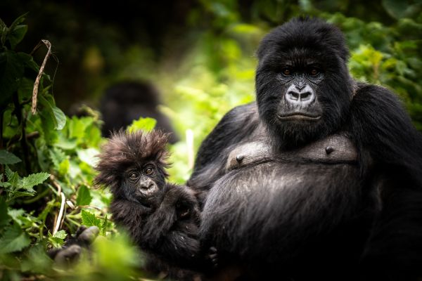 HDRuanda Volcanoes National ParkGorilla mit Baby