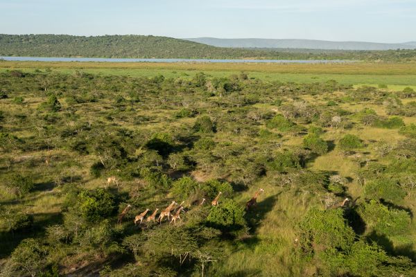 HDRuandaAkagera National ParkHerde Giraffen Drone