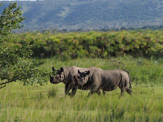 HDRuandaAkagera National ParkRhino duo