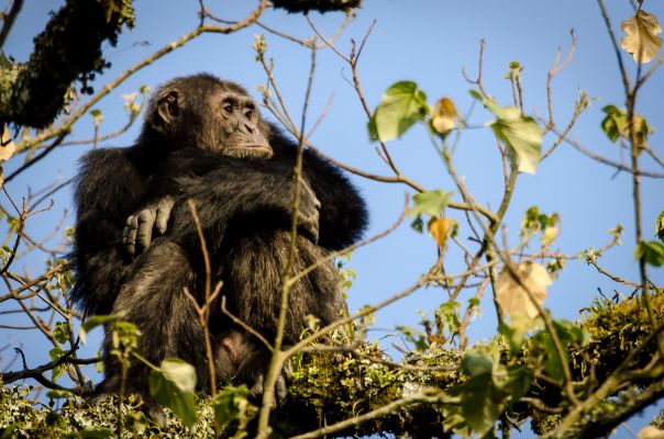 HDRuandaNyungwe Forest National ParkAffe