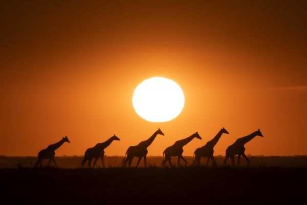 HDBotswanaChobe NationalparksSonnenuntergang Giraffen